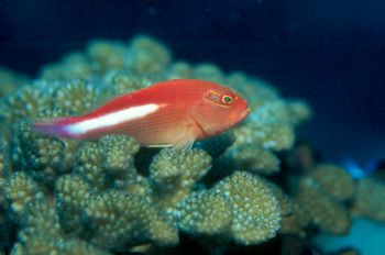 Arceye hawkfish taken in Palau w/Nikon N90s and 105mm lens. by Beverly Speed 